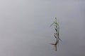 Calm river surface. Grass above the water and its reflection. The plant and its reflection are like a hieroglyph. Copy space.