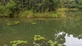 A calm river in a tropical rain forest. The leaves of water lilies float on the surface Royalty Free Stock Photo