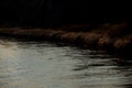 Calm river Ural and its Bank overgrown with reeds Royalty Free Stock Photo