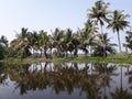 Calm river water with coconut trees at the river bank