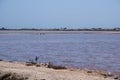 A calm, rose-tinted saline lake stretches to the horizon, with sparse vegetation under the broad daylight.