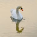 White swan on lake, symmetrical reflections in water