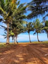 Calm Scene: Coconut Trees Amidst Blue Sky and Calm Sea Water