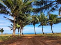 Calm Scene: Coconut Trees Amidst Blue Sky and Calm Sea Water