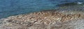 Calm sea and a monolithic plate of stone on the shore. The surface of the monolith is uneven, wavy. Summer sea background