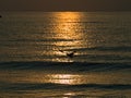 The sea reflects the sun backlit Royalty Free Stock Photo