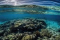 calm sea, with schools of fish swimming amongst coral reefs