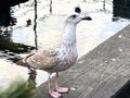 Calm seagull resting on old wooden pier. Royalty Free Stock Photo