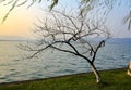 A calm seascape with an unbending tree at sunset Royalty Free Stock Photo