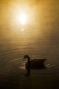 Calm Serene Misty Morning at Sunrise Over Rippled Water