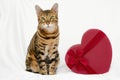 Calm serious bengal cat sitting near big red hert-shaped gift box on white background. Valentine day and pet