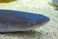 Calm shark in the aquarium of the Kazan Aquarium. Animals in captivity. Tourist places of Kazan