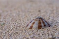 A calm shell on a beach sand Royalty Free Stock Photo