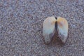 A calm shell on a beach sand Royalty Free Stock Photo