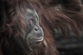 Calm and smart orangutan face close-up Royalty Free Stock Photo