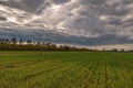 Calm spring landscape with green field, young grain and cloudy sky in Poland