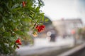 A calm spring morning in Rome