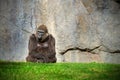 Calm stoic large male gorilla sitting in front of a stone wall Royalty Free Stock Photo