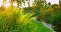 Calm stream flows towards the sunset. Mountain river surrounded by a lush riparian forest with beech and fir, pine trees Royalty Free Stock Photo