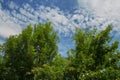 A Beautiful Landscape of the blue sky, white clouds and trees