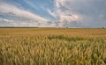 The calm sunset over the rye field Royalty Free Stock Photo