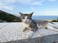 Calm tabby cat lying on stone wall with scenic sea Royalty Free Stock Photo
