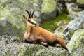 Calm tatra chamois lying down on a rock in summer mountains Royalty Free Stock Photo