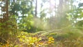 Calm Tranquil Forest Scene