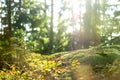 Calm Tranquil Forest Scene