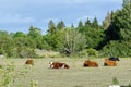 Calm view with resting cattle