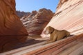 Calm vizsla dog laying on the ground in the wave in coyote butte