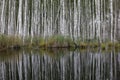 The calm water of the lake with a black and white reflection of the trunks of birches.