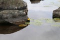 Calm Water, Rocks and Water Plants in Kuopio, Finland