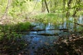 Calm water surface of a swampy stream or pond in the forest Royalty Free Stock Photo