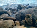 calm waves rocky beach wood water? Royalty Free Stock Photo