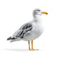 Calm White-Grey Seagull with a Bright Yellow Beak Standing Still Royalty Free Stock Photo