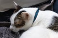 Calm white sleeping domestic cat with blue neckband on cloth in winter day time