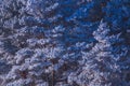 Calm winter landscape of frozen pine trees in the island of the lake Royalty Free Stock Photo