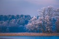 Calm winter landscape of frozen trees in the island of the lake Royalty Free Stock Photo