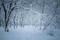 Calm Winter wooden landscape Royalty Free Stock Photo