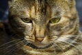 Calm young cat with a serious expression close up at natural lightning Royalty Free Stock Photo