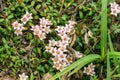 Calmia lying lat. Kalmia procumbens - a type of woody plants of the heather family Ericaceae