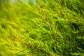 Calming close up photo of a green bush of Virginia Juniper in the park
