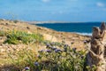 Calming mediterranean seascape on Cyprus near Pafos city. Blue cloudy sky above the sea with purple flowers and stump Royalty Free Stock Photo