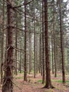 A mysterious forest like in a fairy tale