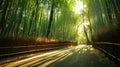 A Calming Path Through a Bamboo Forest Royalty Free Stock Photo