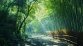 A Calming Path Through a Bamboo Forest Royalty Free Stock Photo