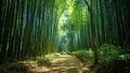 A Calming Path Through a Bamboo Forest Royalty Free Stock Photo