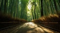A Calming Path Through a Bamboo Forest Royalty Free Stock Photo