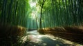 A Calming Path Through a Bamboo Forest Royalty Free Stock Photo